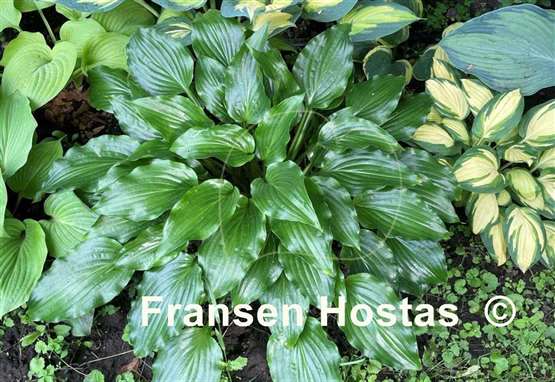 Hosta Get Nekkid